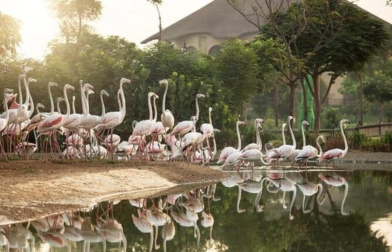 Dubai: Safari Park, Your Ultimate Wildlife Adventure!