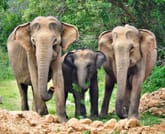 Hightlight Sri Lanka - 10N/11D 7