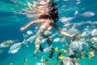 Snorkeling at Pelicans Rock 1