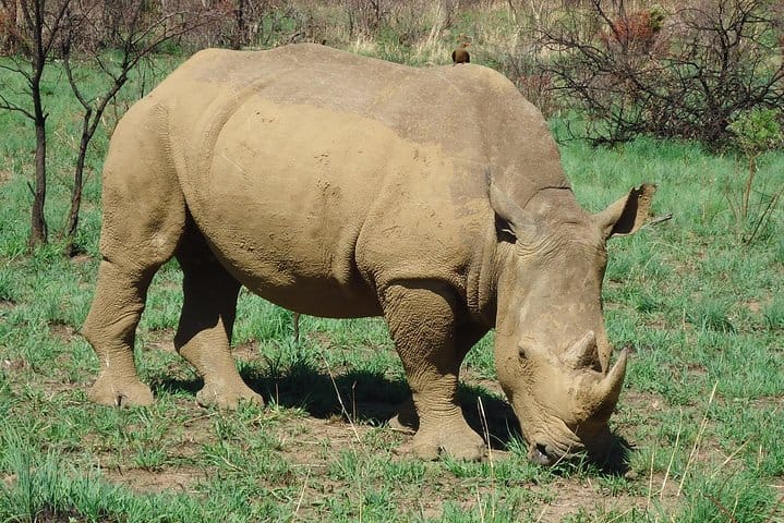 Full Day Pilanesberg Safari Tour