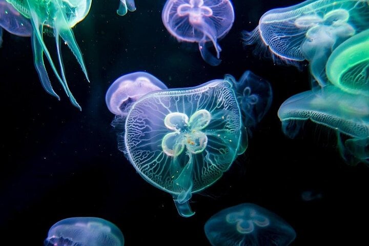 Kemer Private Antalya Aquarium Tour | All Inclusive 9