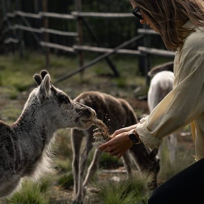 Reindeer, Berries & Fire: An Authentic Lapland Nature Experience