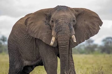 Big Five Luxury Safari in Tanzania