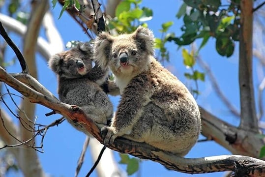 Melbourne: Private Phillip Island Penguin Parade & Wildlife Tours