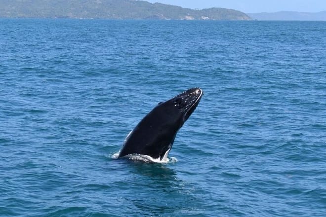 Whales Watching And Waterfall El Limon Adventure photo 6