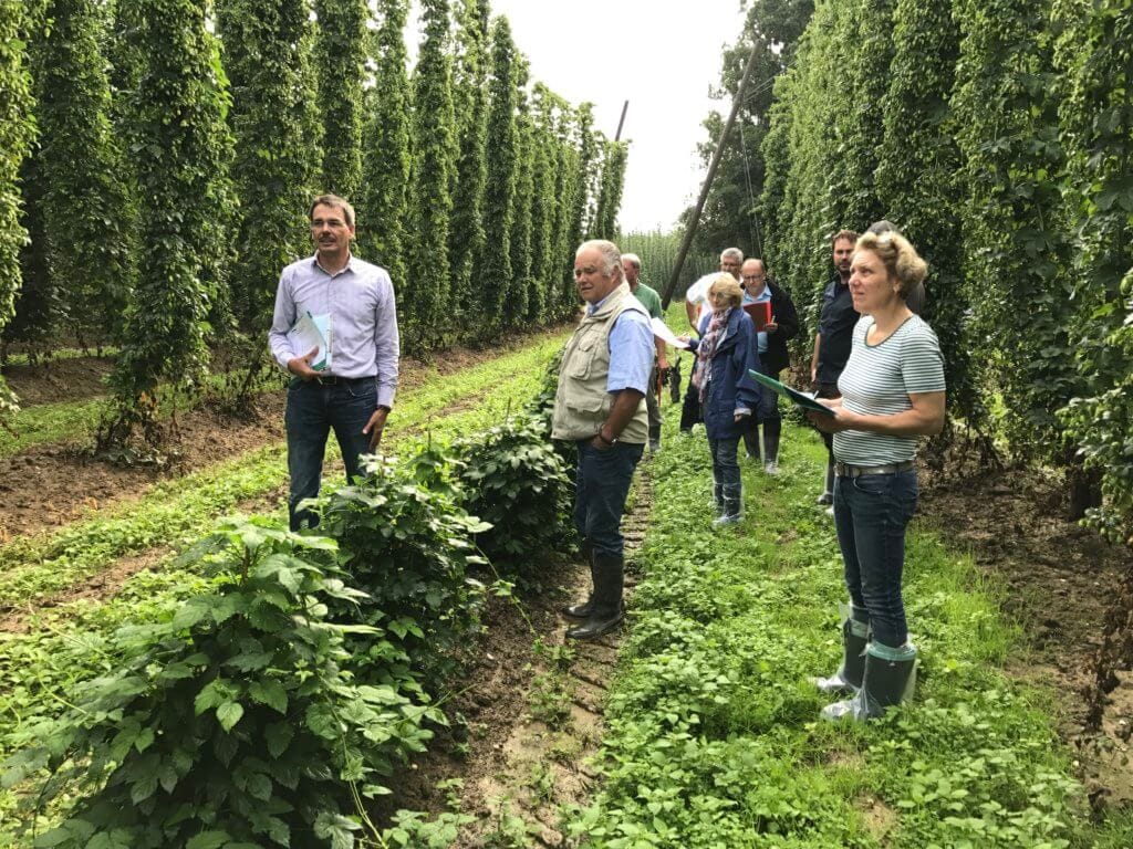 Hopfenkunde im Hopfengarten