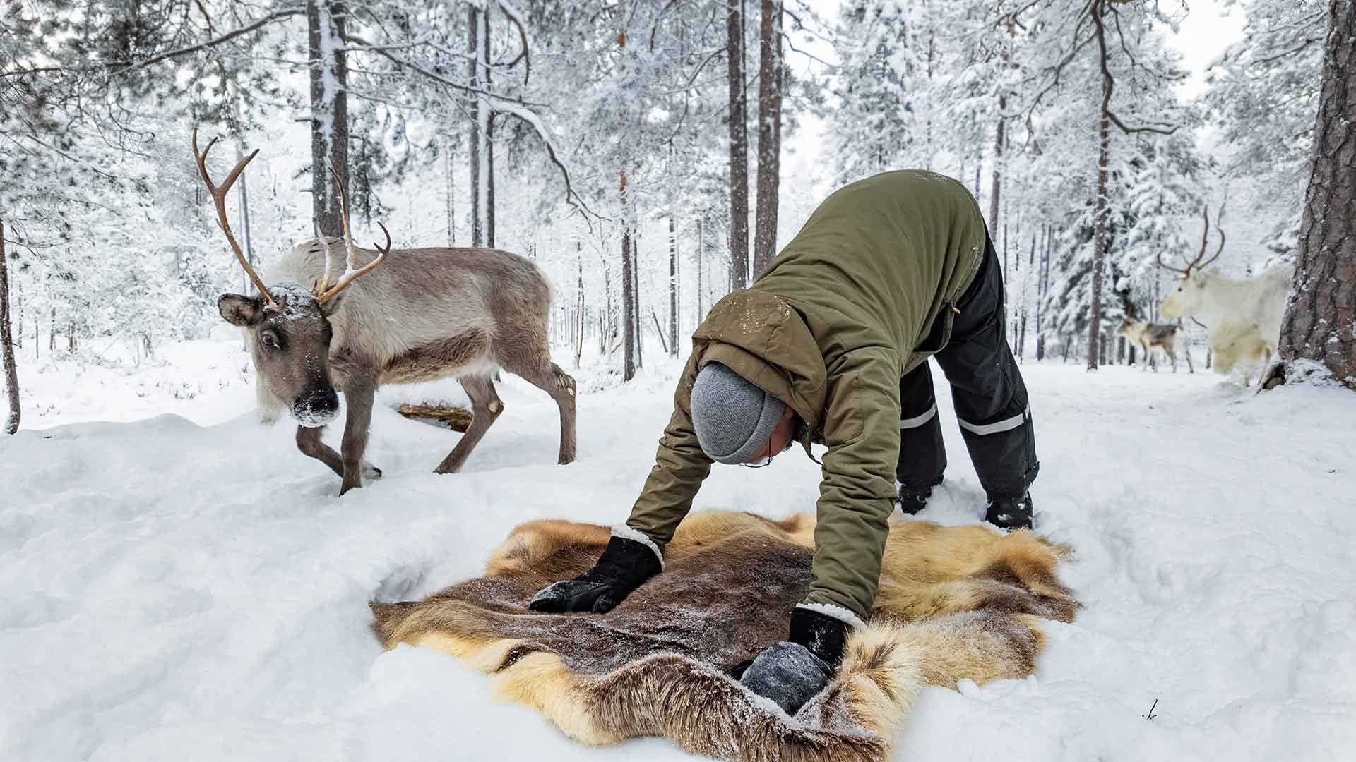 Winter Reindeer Yoga in Rovaniemi – Arctic Wellness at a Reindeer Farm