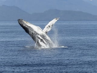 Whale Watching from Downtown Reykjavik by RIB Speedboat , photo 19