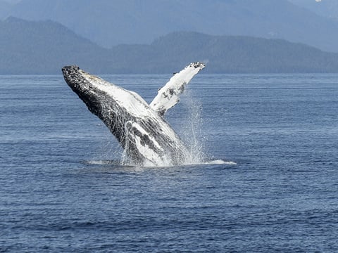 Whale Watching from Downtown Reykjavik by RIB Speedboat , photo 19