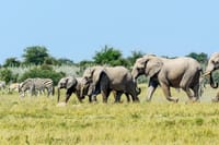 zebras and elephants