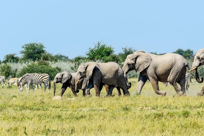zebras and elephants