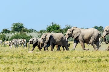 Full-Day Chobe Game Drive Safari from Victoria Falls