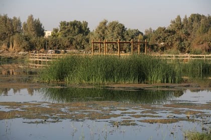 Shaumari Reserve and Azraq Wetland Private Full Day Tour from Amman