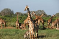 Safari to Amboseli Tsavo West &amp; East Parks