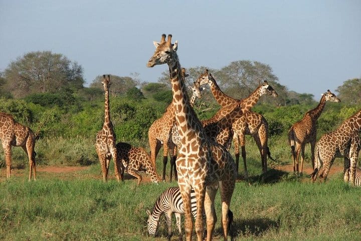 Safari to Amboseli Tsavo West &amp; East Parks