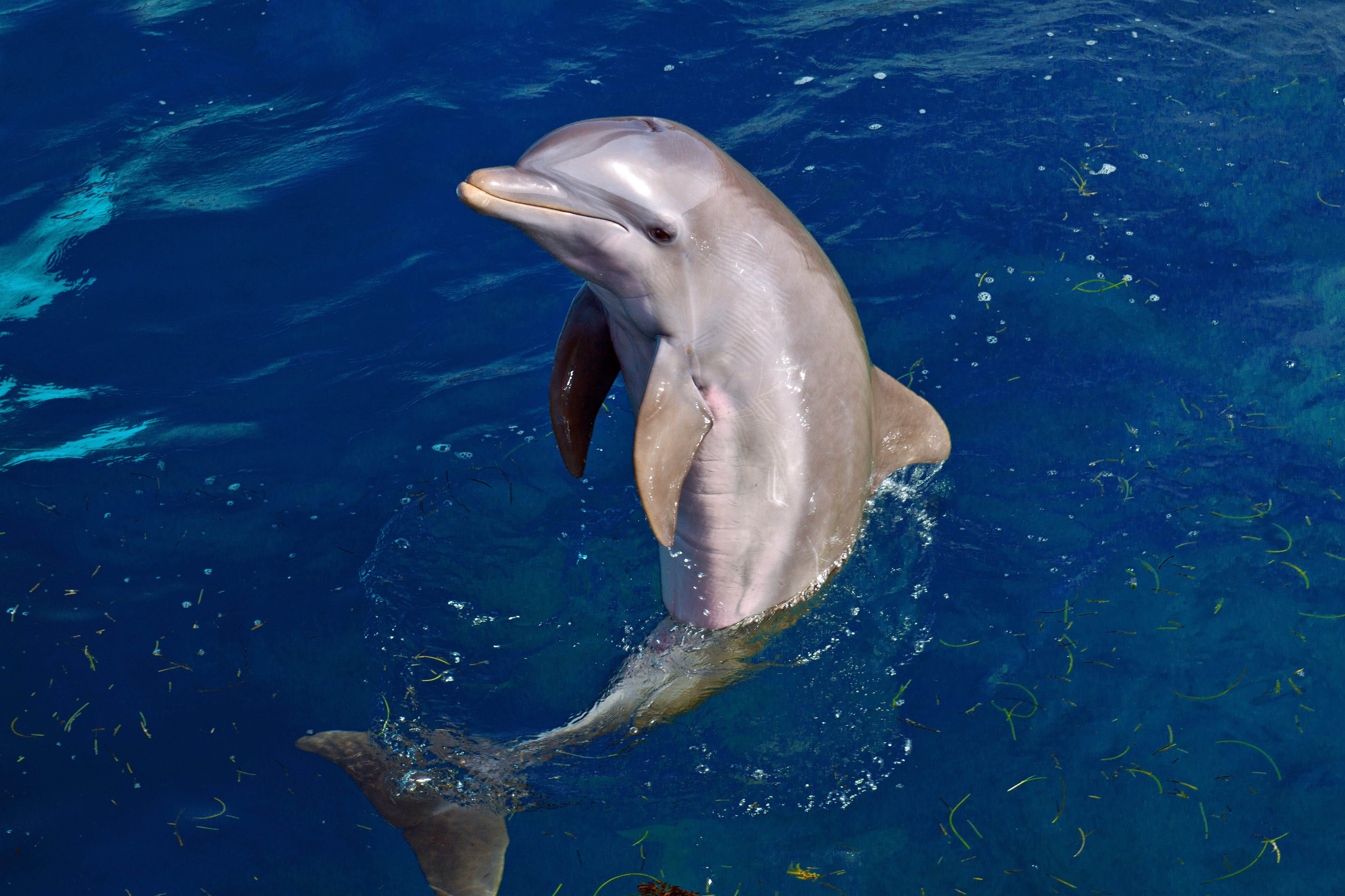 Close-up of a smiling common bottlenose dolphin with a sleek grey body rising out of deep blue pool water.