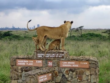 Private Game Drive at Nairobi National Park with Transfer