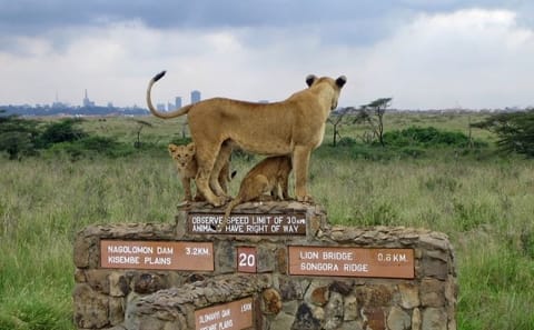 Private Game Drive at Nairobi National Park with Transfer