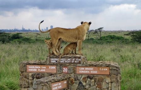 Private Game Drive at Nairobi National Park with Transfer