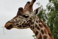 Theme Parks of London Chessington Full-Day Private Tour 8