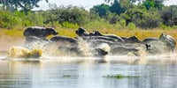 Savuti: 3 Day Mobile Safari with Safari River Cruise in Chobe River 8