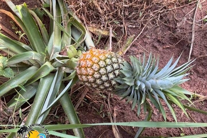 Turtle Beach Boat Tour & Mud Bath & Thermal Pool in Marmaris