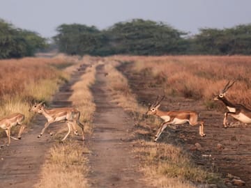 Blackbuck Safari and Wildlife Tour in Velavadar from Rajkot