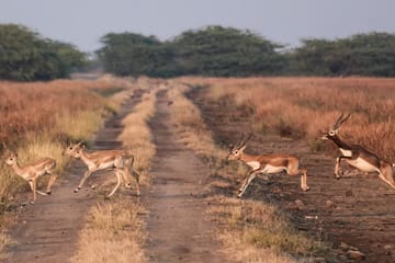 Blackbuck Safari and Wildlife Tour in Velavadar from Rajkot