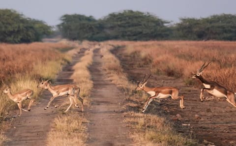 Blackbuck Safari and Wildlife Tour in Velavadar from Rajkot