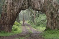 Arusha National Park Day tour  7