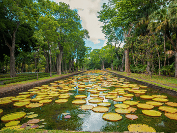 North Island Tour of Port Louis and Pamplemousses Gardens