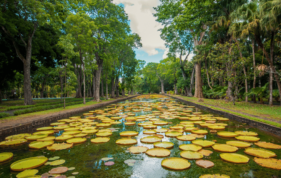 North Island Tour of Port Louis and Pamplemousses Gardens