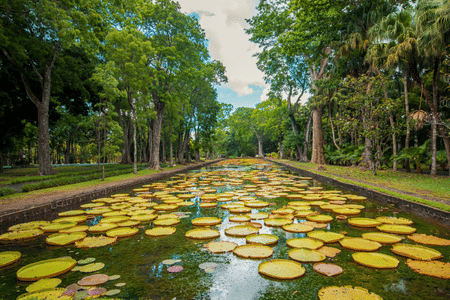 Mauritius: North Island Tour with Entry Tickets