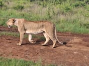 Amazing Three Days Maasai Mara Tour 3