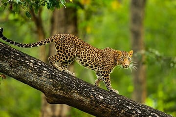 Bengaluru to Alappuzha Cultural and Natural Sites Tour