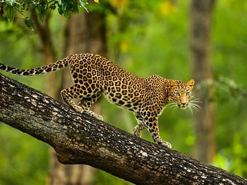 Bengaluru to Alappuzha Cultural and Natural Sites Tour