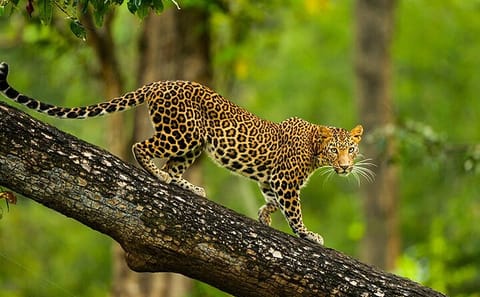 Bengaluru to Alappuzha Cultural and Natural Sites Tour