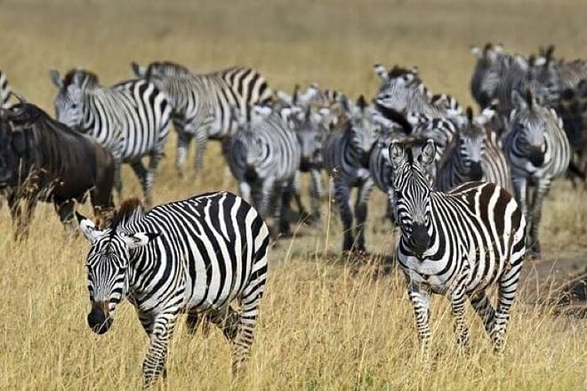 Group Joining Overnight safari to Amboseli