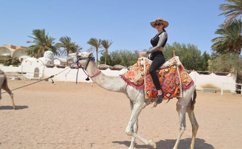 Hurghada ATV Quad Bike and Camel Ride Desert Safari
