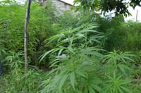 ZULU ORACLE & HERBALIST EXPERIENCE 4