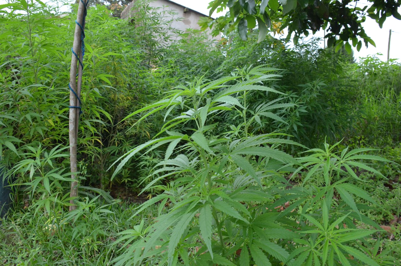 ZULU ORACLE & HERBALIST EXPERIENCE 4