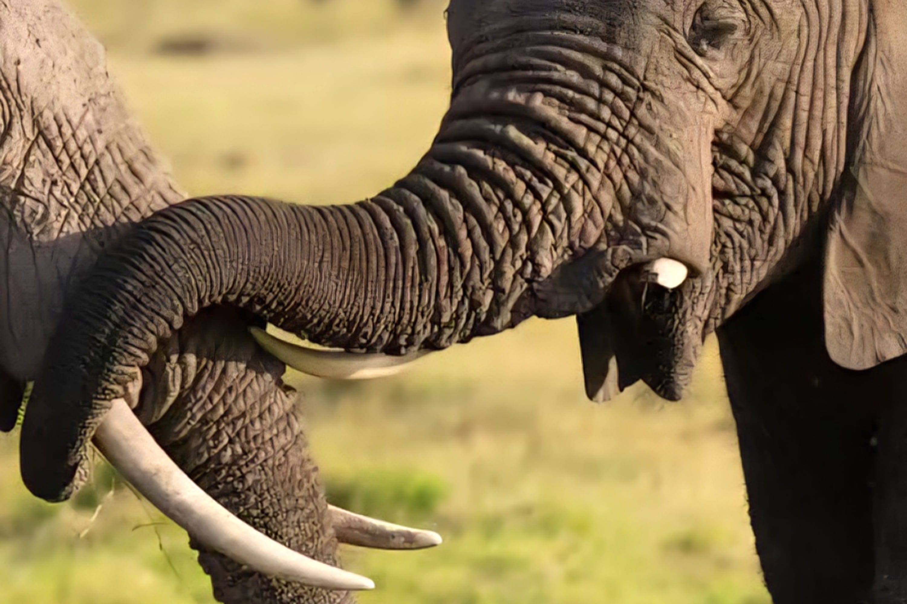 Close-up of an African elephant's trunk and tusks during a Tanzania wildlife safari.