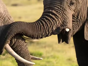Intimate detail of an African elephant's trunk and tusks in Tarangire.