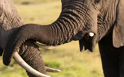 2-Day Safari Tour in Tarangire and Ngorongoro Crater, Arusha