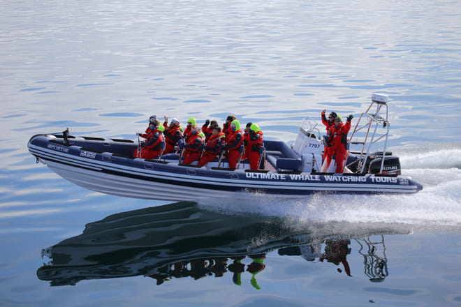 Reykjavík Premium Whale Watching 6