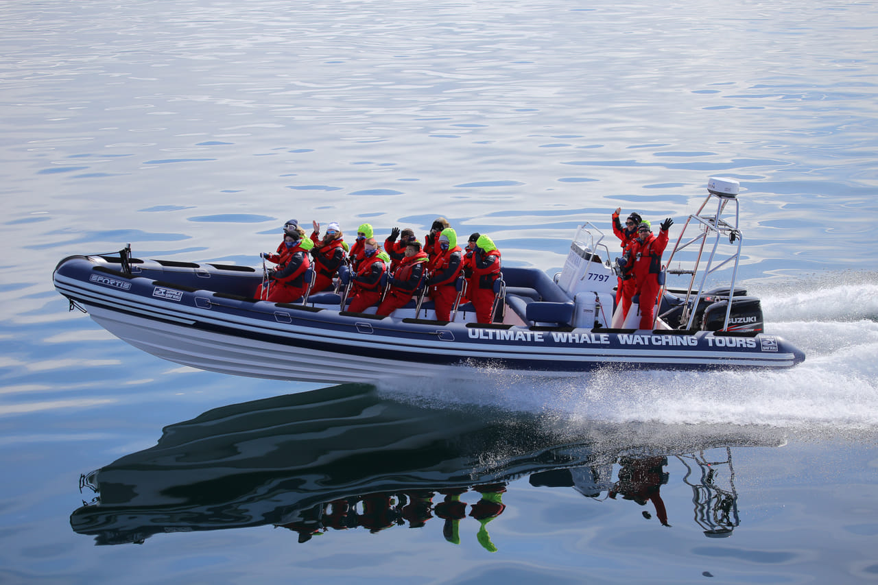 Reykjavík Premium Whale Watching 6