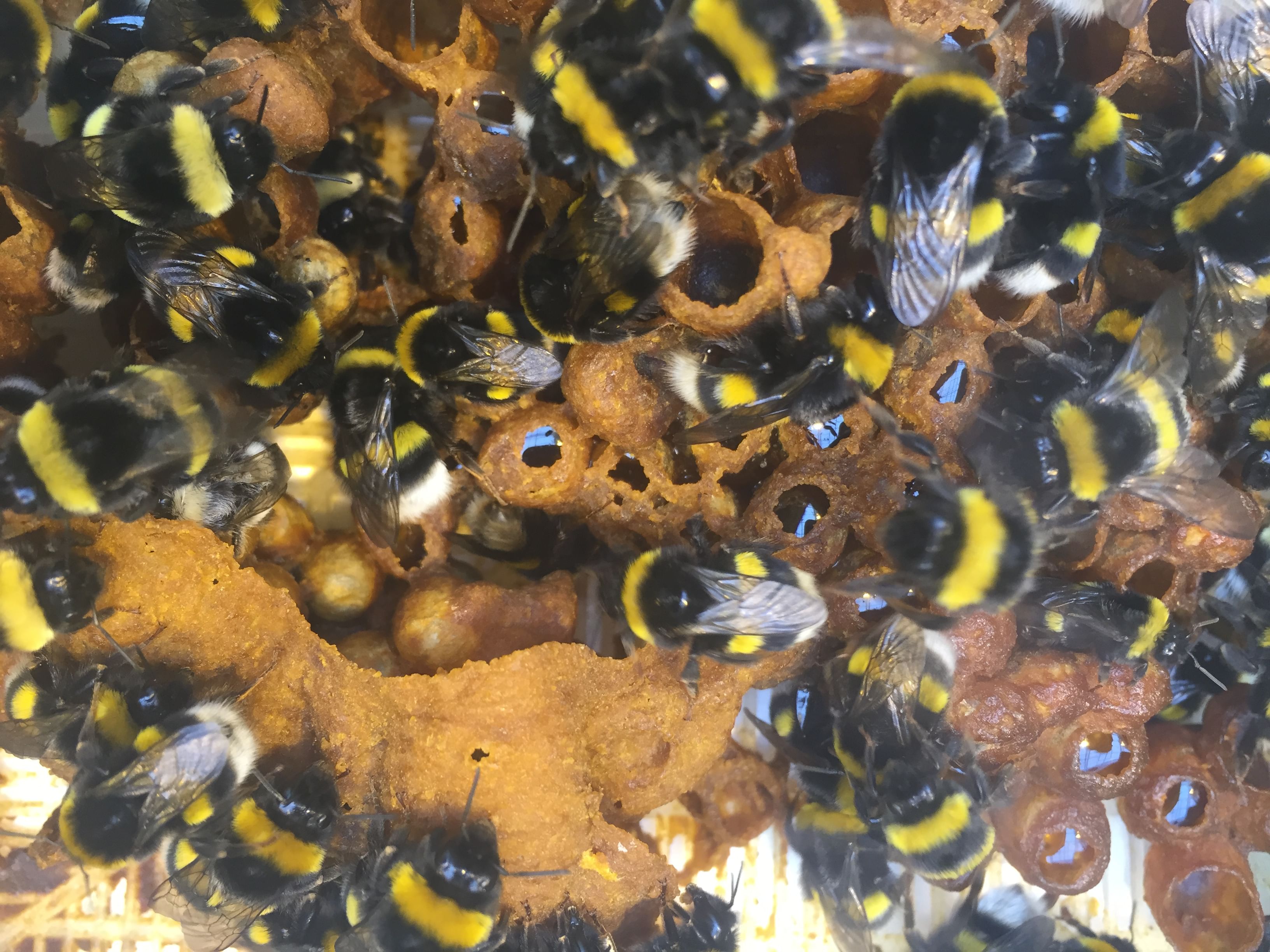 Observing the bees at Fridheimar Farm