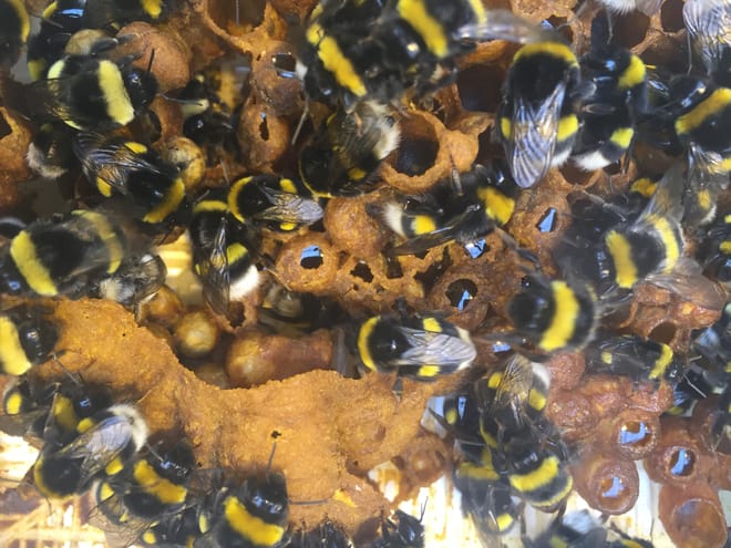 Observing the bees at Fridheimar Farm