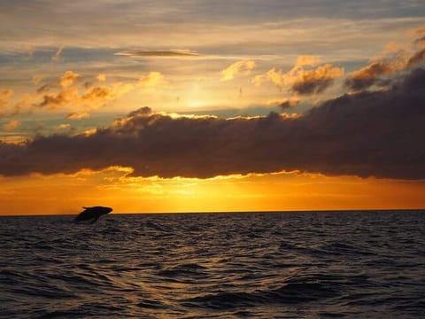 Húsavík: Midnight-Sun Whale Watching, photo 4
