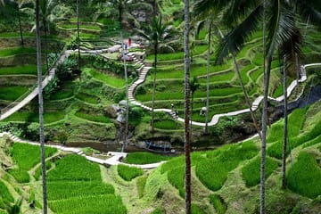 Campuhan Ridge Walk and Rice Terrace Tour in Bali